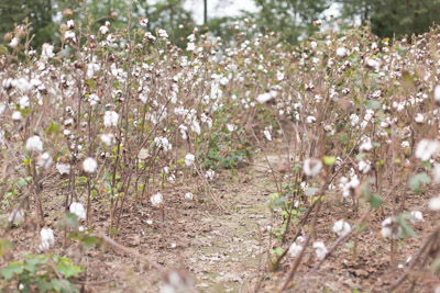 ecp-cotton-field-2