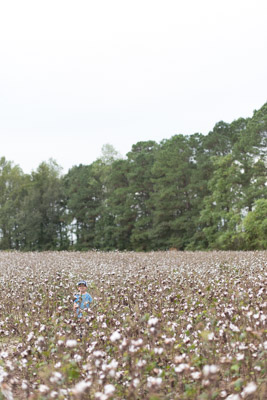 ecp-cotton-field